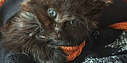 Aydène participe au concours pour gagner de l'argent avec cette photo : animal, black_cat, blue_eyes, cat, close_up, cozy, cute, domestic_cat, fur, fur_texture, indoor, kitten, knitwear, pet, resting, snuggling, soft_texture, sweater, warm_colors, young_animal