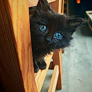 Aydène a rejoint le concours — aidez-le/la à gagner de superbes lots ! kitten, black_cat, blue_eyes, wooden_chair, peeking, curious, indoor, fur, animal, pet, small, cute, close_up, eyes, whiskers, furniture, floor, domestic, young, playful