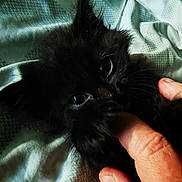 Aydène participe au concours pour gagner de l'argent avec cette photo : animal, black_fur, blanket, close_up, cozy, cute, eyes, finger, furry, hand, indoor, kitten, pet, playful, resting, sleepy, soft, texture, whiskers, young_animal
