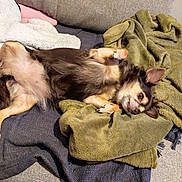 Milka a rejoint le concours — aidez-le/la à gagner de superbes lots ! dog, small_dog, long_hair, brown_and_tan, upside_down, lying_down, relaxed, playful, pet, animal, face, eyes, ears, paws, tail, blanket, couch, indoor, cozy, portrait