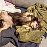 dog, small_dog, long_hair, brown_and_tan, upside_down, lying_down, relaxed, playful, pet, animal, face, eyes, ears, paws, tail, blanket, couch, indoor, cozy, portrait