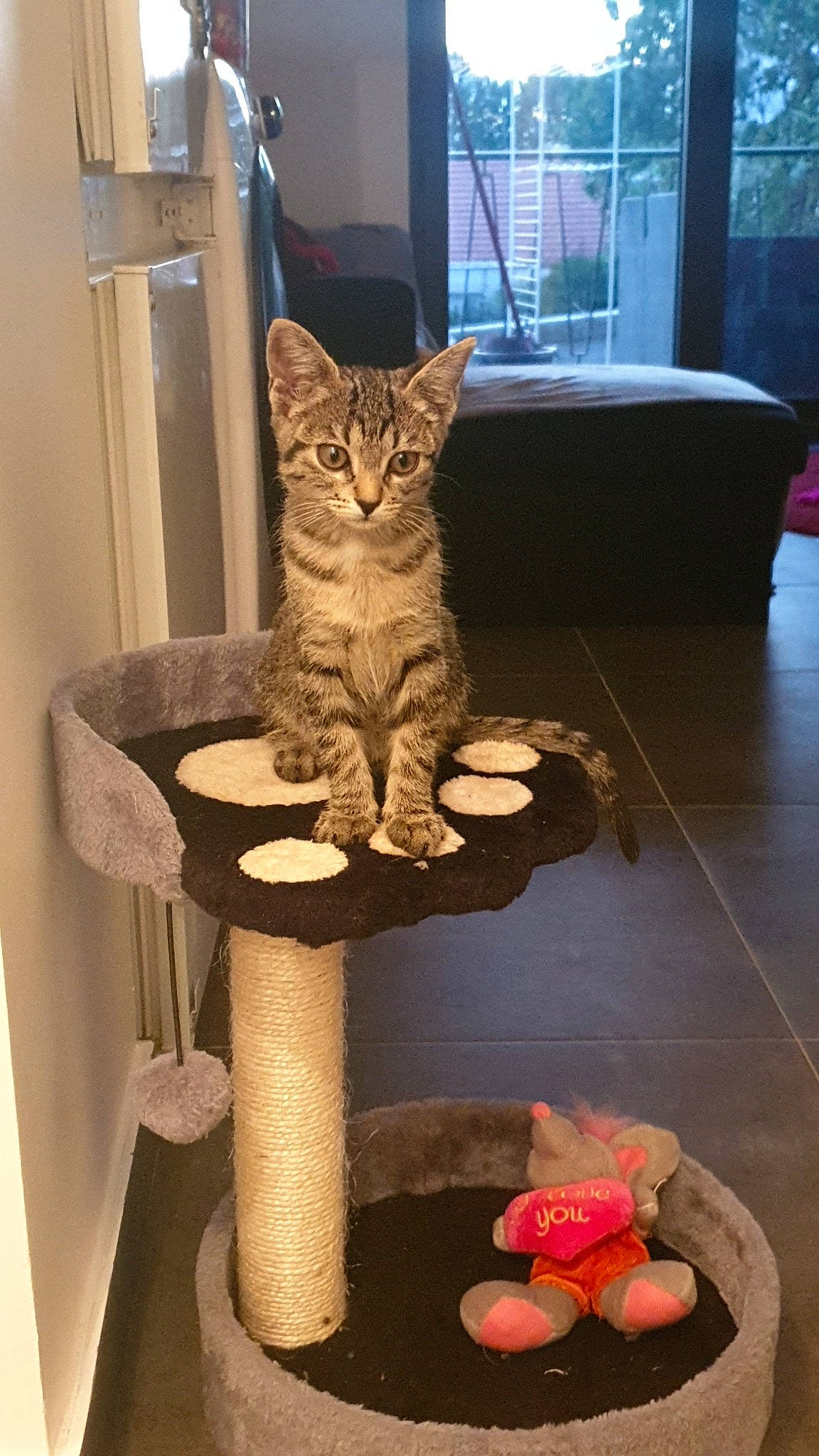 Minnie a rejoint le concours — aidez-le/la à gagner de superbes lots ! american_shorthair, asian, bengal, california_spangled, carnivore, cat, domestic_short_haired_cat, dragon_li, egyptian_mau, european_shorthair, felidae, german_rex, kitten, ocicat, pixie_bob, polydactyl_cat, small_to_medium_sized_cats, tabby_cat, whiskers, wood