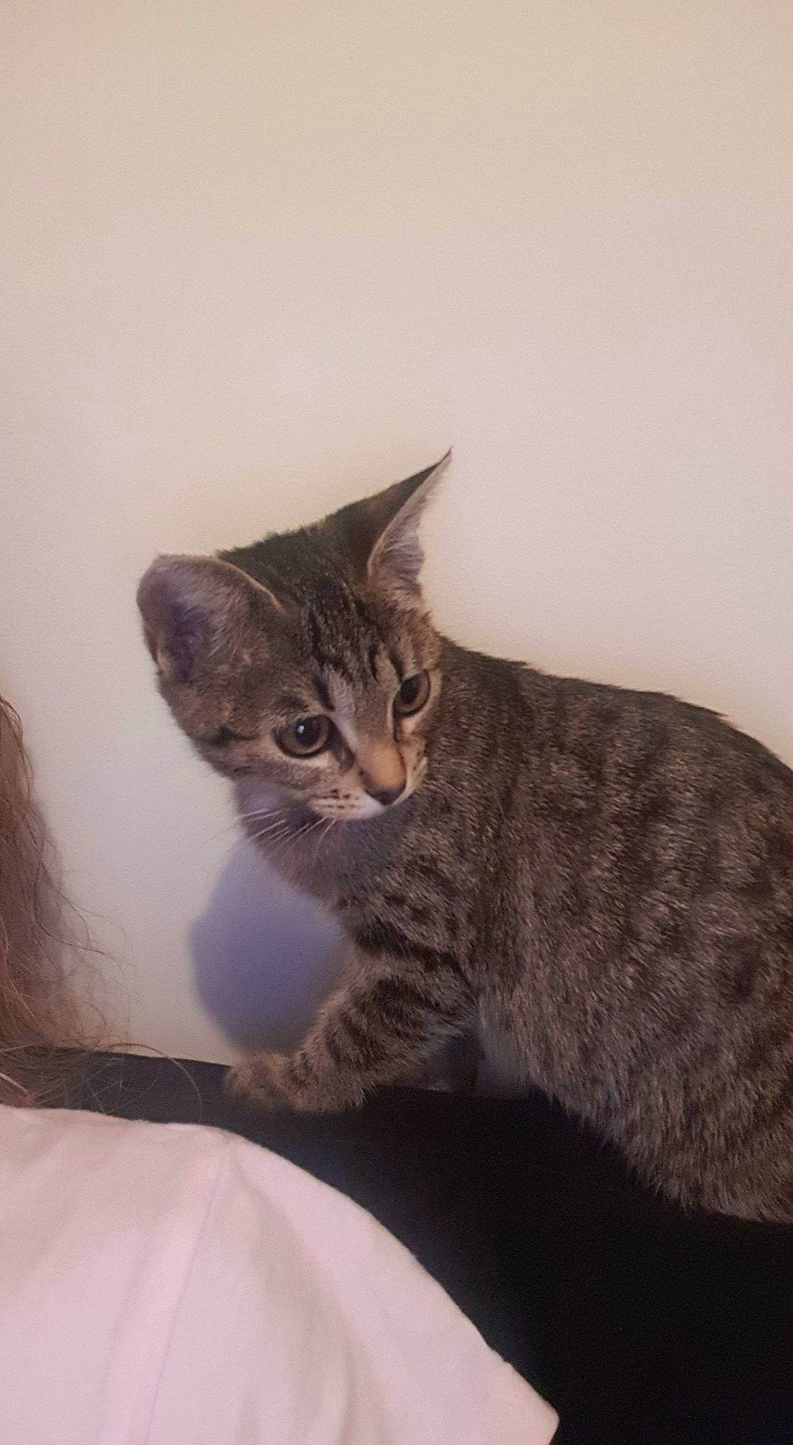 Minnie participe au concours pour gagner de l'argent avec cette photo : american_shorthair, arabian_mau, asian, australian_mist, california_spangled, carnivore, cat, domestic_short_haired_cat, dragon_li, egyptian_mau, european_shorthair, felidae, german_rex, kitten, mammal, pixie_bob, small_to_medium_sized_cats, tabby_cat, vertebrate, whiskers