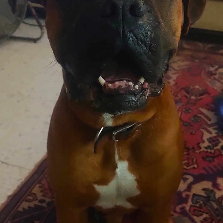 Dylan Vaughan a rejoint le concours — aidez-le/la à gagner de superbes lots ! animal, brown_dog, canine, carpet, close_up, collar, couch, dog, domestic_animal, face, floor, fur, indoor, mammal, patterned_rug, paw, pet, sitting, teeth, whiskers