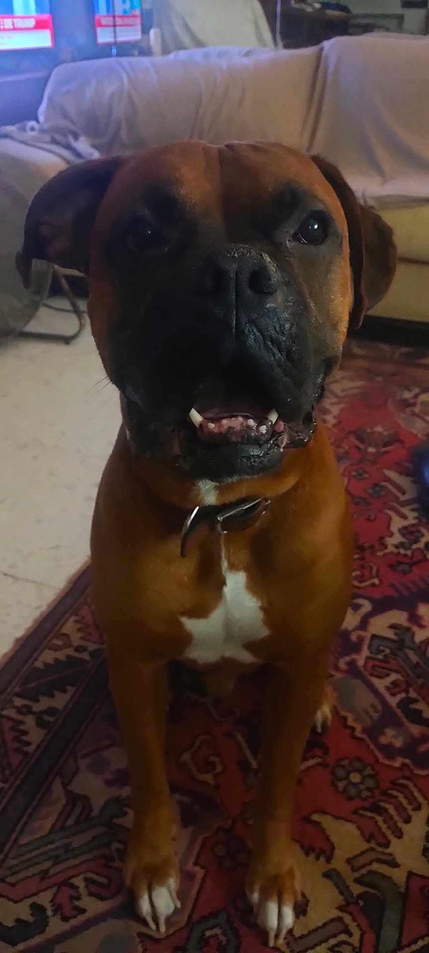 Dylan Vaughan a rejoint le concours — aidez-le/la à gagner de superbes lots ! dog, brown_dog, pet, indoor, carpet, patterned_rug, couch, animal, canine, mammal, collar, sitting, close_up, face, paw, domestic_animal, fur, whiskers, teeth, floor