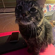 Juno is registered to the contest to win money with this photo: cat, tabby, whiskers, indoor, closeup, pet, animal, curious, face, feline, domestic_cat, phone, table, butterfly_stickers, blurry_background, cozy, fur, ears, eyes, close