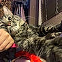 Juno joined the competition — help win amazing prizes! cat, tabby_cat, paw, person, hand, indoor, window, blinds, closet, clothing, curly_hair, feline, pet, stretching, fur, domestic_animal, home, cozy, closeup, relaxed