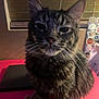 Juno is registered to the contest to win money with this photo: cat, tabby_cat, pet, feline, whiskers, close_up, indoor, window, blind, stickers, red_surface, fur, animal, mammal, cute, face, ears, domestic_cat, sitting, hand