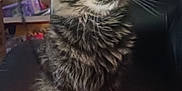 Juno is registered to the contest to win money with this photo: cat, tabby, fluffy_fur, pet, animal, indoor, feline, whiskers, curious, sitting, striped_blanket, cozy, household, domestic, fur, portrait, closeup, looking_away, background_clutter, furniture