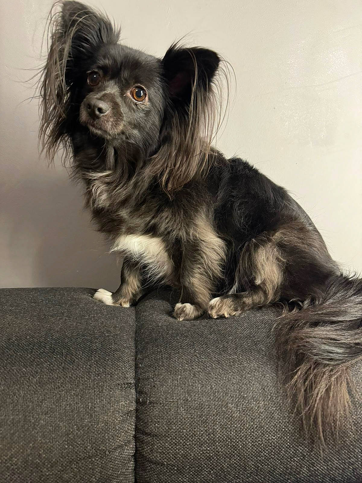 Nessy participe au concours pour gagner de l'argent avec cette photo : canidae, carnivore, comfort, companion_dog, dog, dog_breed, dog_supply, ear, fur, liver, monochrome, monochrome_photography, puppy, small_terrier, snout, sporting_group, terrestrial_animal, toy_dog, whiskers, working_animal