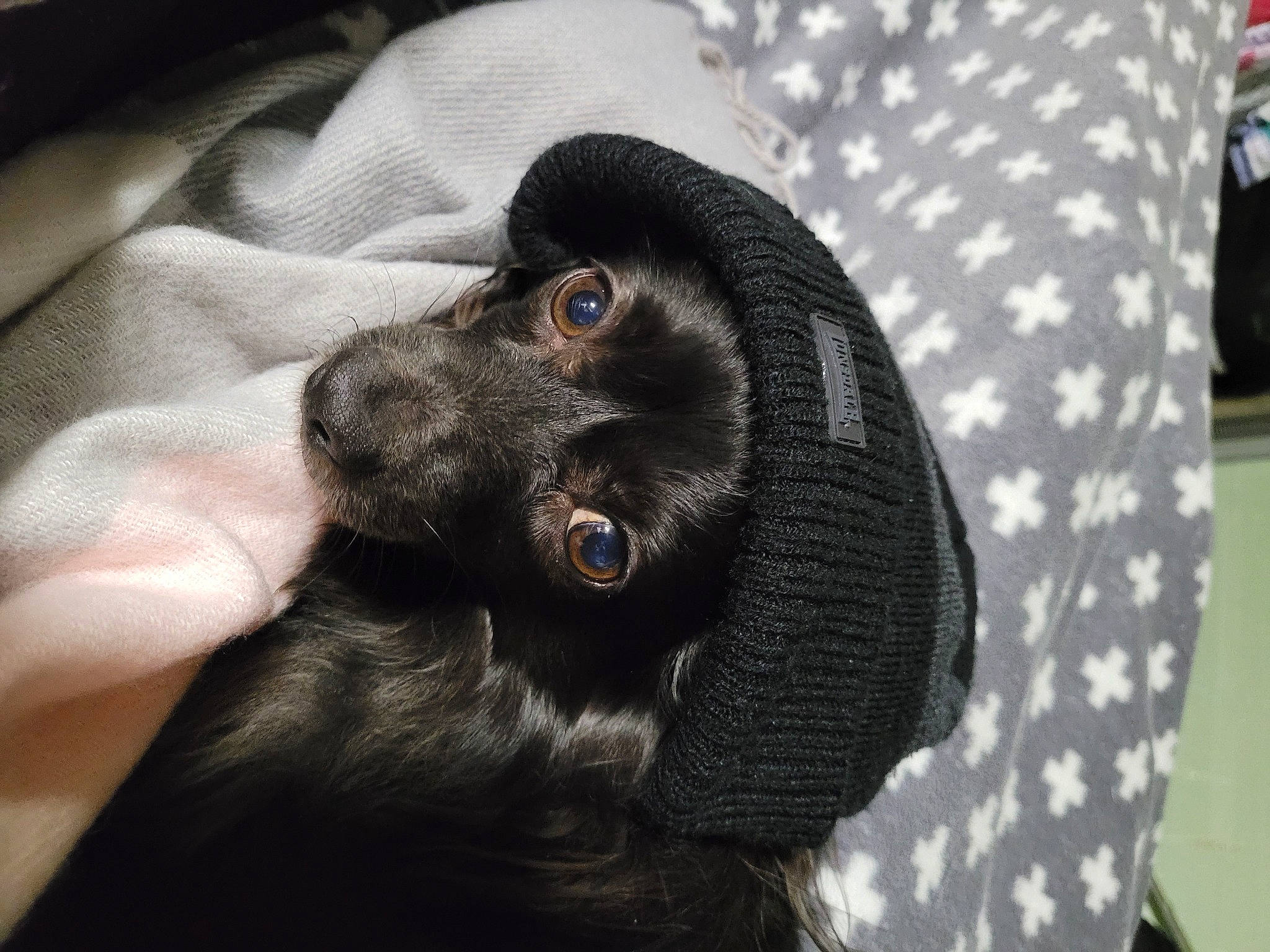 Nessy participe au concours pour gagner de l'argent avec cette photo : borador, cap, carnivore, comfort, companion_dog, dog, dog_breed, fang, fur, grey, guard_dog, pattern, paw, snout, sporting_group, terrestrial_animal, toy_dog, whiskers, working_animal