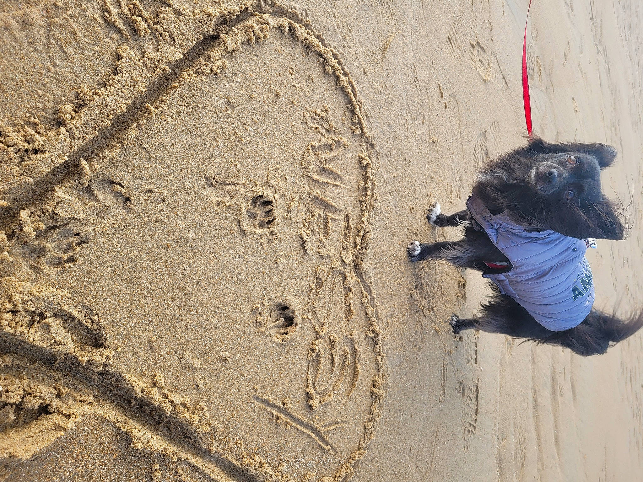Nessy a rejoint le concours — aidez-le/la à gagner de superbes lots ! aeolian_landform, beach, carnivore, dog, footprint, fun, geology, landscape, recreation, rock, sand, shadow, singing_sand, slope, soil, tail, wood, working_animal