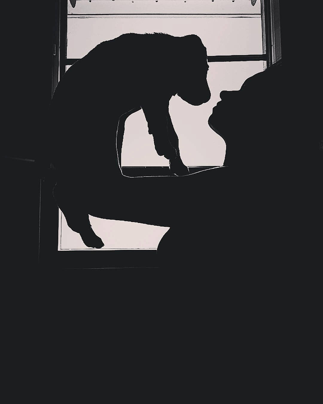 Hypnoss a rejoint le concours — aidez-le/la à gagner de superbes lots ! backlighting, darkness, fixture, font, gesture, monochrome, monochrome_photography, primate, rectangle, room, shadow, silhouette, sitting, still_life_photography, terrestrial_animal, tints_and_shades, visual_arts