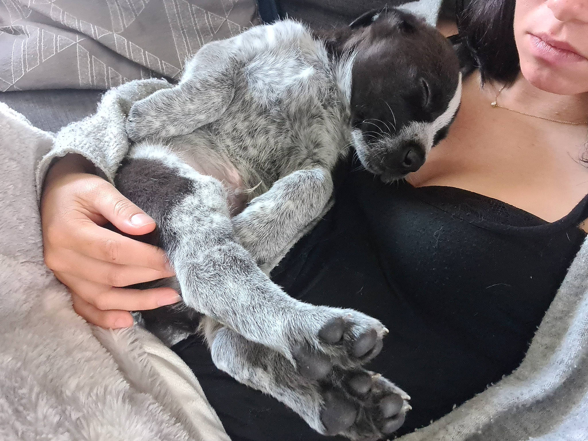 Hypnoss a rejoint le concours — aidez-le/la à gagner de superbes lots ! audio_equipment, auto_part, automotive_tire, companion_dog, dress, fashion_accessory, fawn, formal_wear, fur, gesture, glove, grey, hand, mammal, pattern, snout, tail, textile, vehicle_door, wool