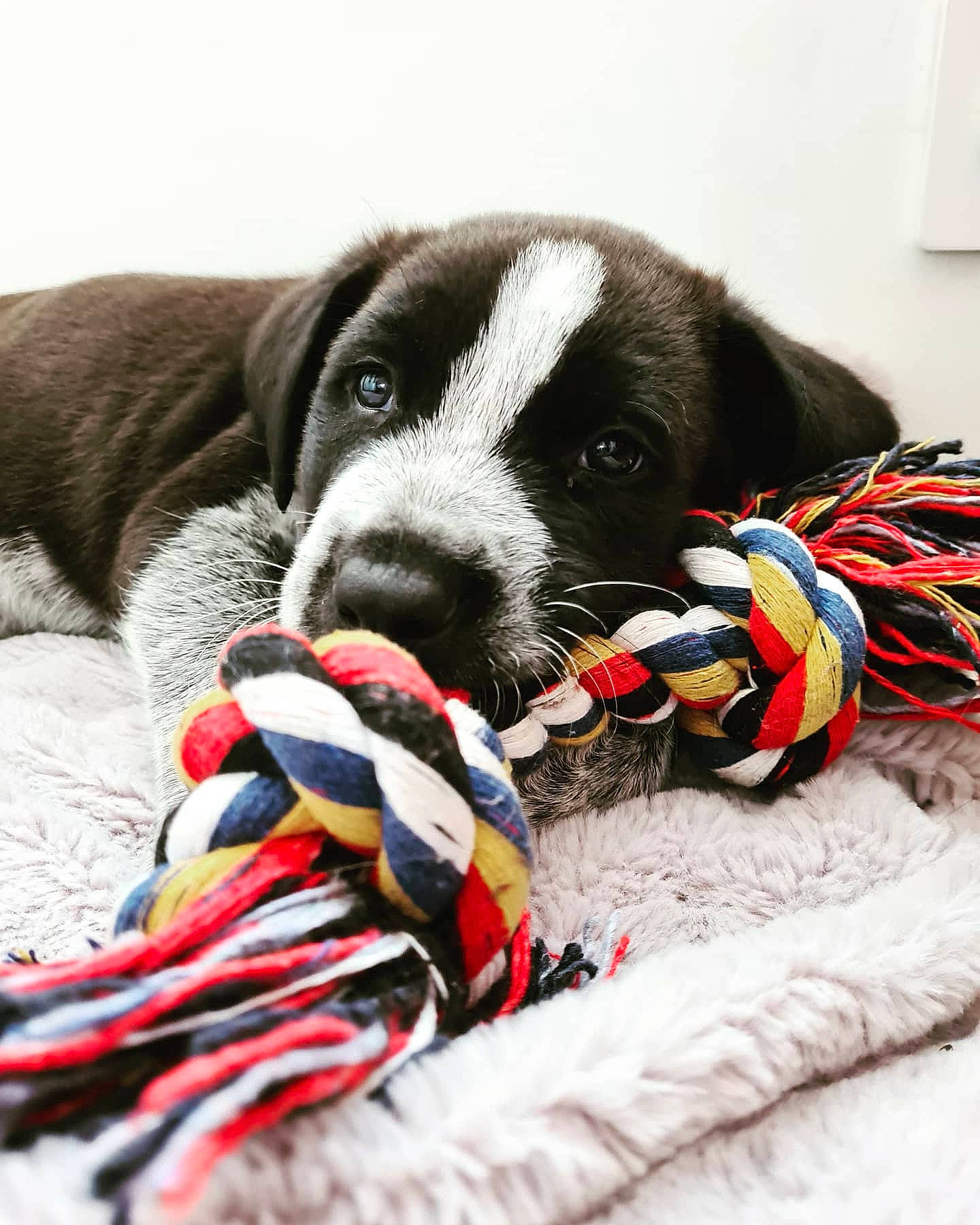 Hypnoss participe au concours pour gagner de l'argent avec cette photo : canidae, carmine, carnivore, collar, companion_dog, dog, dog_breed, dog_collar, dog_supply, fashion_accessory, fur, leash, linens, pattern, paw, personal_protective_equipment, plaid, snout, sporting_group, tartan