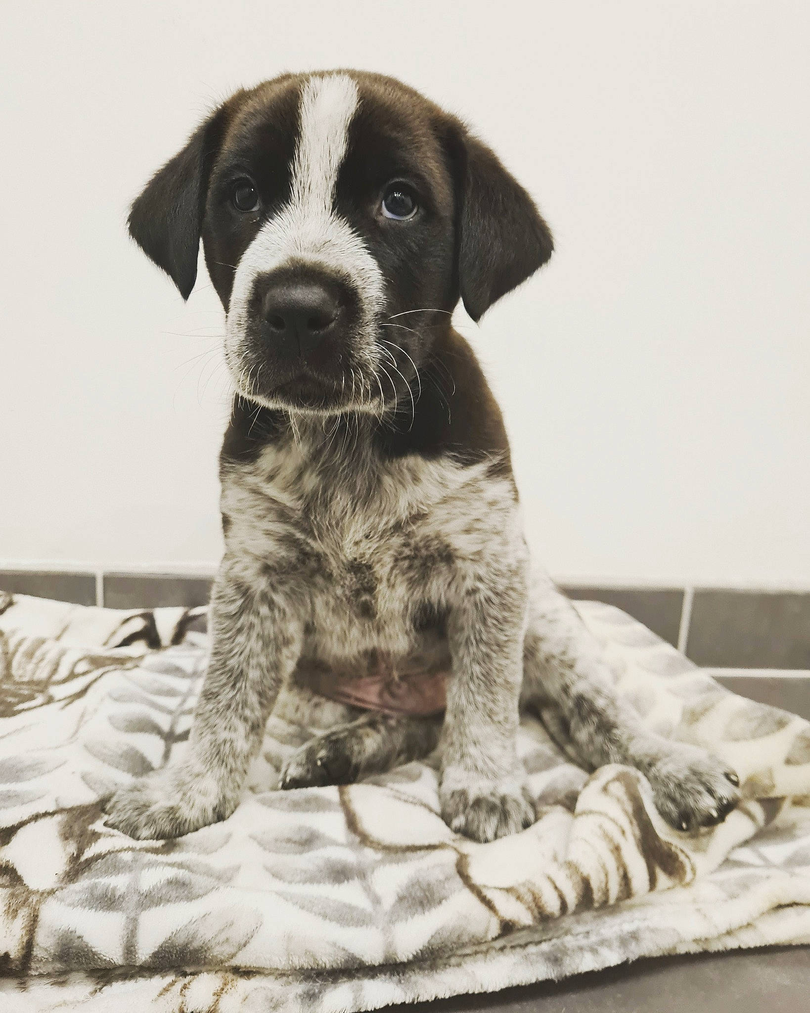 Hypnoss participe au concours pour gagner de l'argent avec cette photo : canidae, carnivore, comfort, companion_dog, dog, dog_breed, dog_collar, grey, hunting_dog, monochrome, monochrome_photography, non_sporting_group, snout, sporting_group, terrestrial_animal, whiskers, working_animal, working_dog