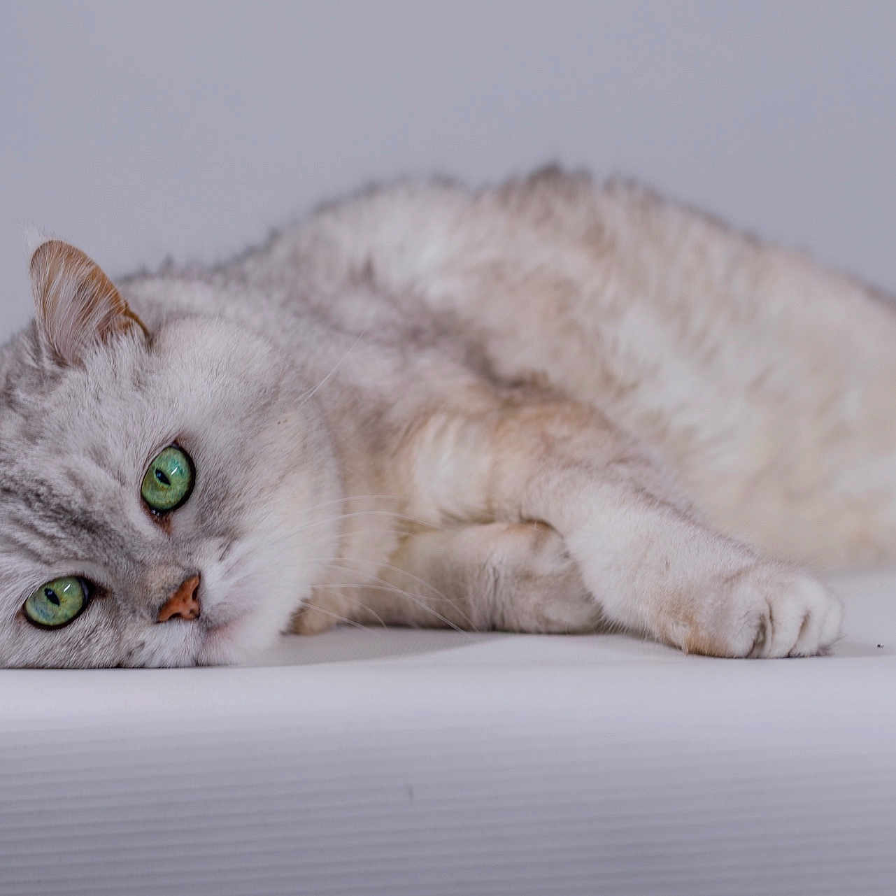 Tink a rejoint le concours — aidez-le/la à gagner de superbes lots ! cat, green_eyes, silver_gray_fur, lying_down, close_up, pet, animal, whiskers, relaxed, indoor, soft_fur, cute, feline, resting, portrait, calm, studio, white_background, laying, domestic_animal