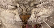 Tink a rejoint le concours — aidez-le/la à gagner de superbes lots ! cat, close_up, yawning, tongue, feline, whiskers, fur, mouth, teeth, nose, sleepy, cute, animal, pet, mammal, expression, relaxed, indoor, face, macro