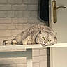 Tink participe au concours pour gagner de l'argent avec cette photo : cat, gray_cat, green_eyes, shelf, indoor, brick_wall, door, golden_handle, lazy, relaxed, feline, pet, domestic, fur, table, resting, animal, cute, home, cozy