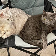 Tink a rejoint le concours — aidez-le/la à gagner de superbes lots ! cat, cats, feline, pet, indoor, chair, folding_chair, gray_cat, light_cat, green_eyes, fur, resting, cozy, domestic_animal, floor, wooden_floor, relaxed, two_animals, companion, animal