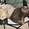 cat, cats, feline, pet, indoor, chair, folding_chair, gray_cat, light_cat, green_eyes, fur, resting, cozy, domestic_animal, floor, wooden_floor, relaxed, two_animals, companion, animal