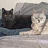 cat, cats, pets, animal, feline, bed, blanket, resting, indoor, domestic, gray_cat, yellow_eyes, green_eyes, fur, cute, relaxed, two_animals, laying, cozy, companion