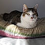 cat, pet, animal, feline, indoor, cushion, striped_cushion, resting, relaxed, white_and_brown_cat, green_eyes, soft_light, shadow, bed, blanket, home, quiet, calm, closeup, portrait