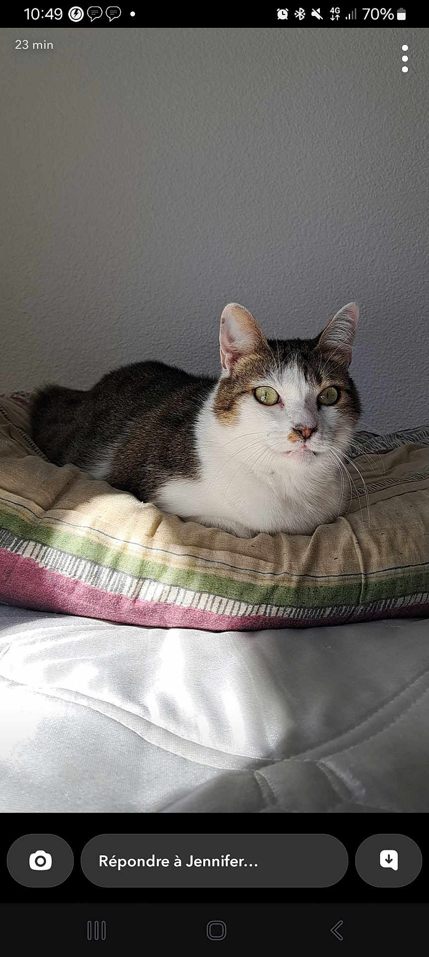 Fifi participe au concours pour gagner de l'argent avec cette photo : cat, pet, animal, feline, indoor, cushion, striped_cushion, resting, relaxed, white_and_brown_cat, green_eyes, soft_light, shadow, bed, blanket, home, quiet, calm, closeup, portrait