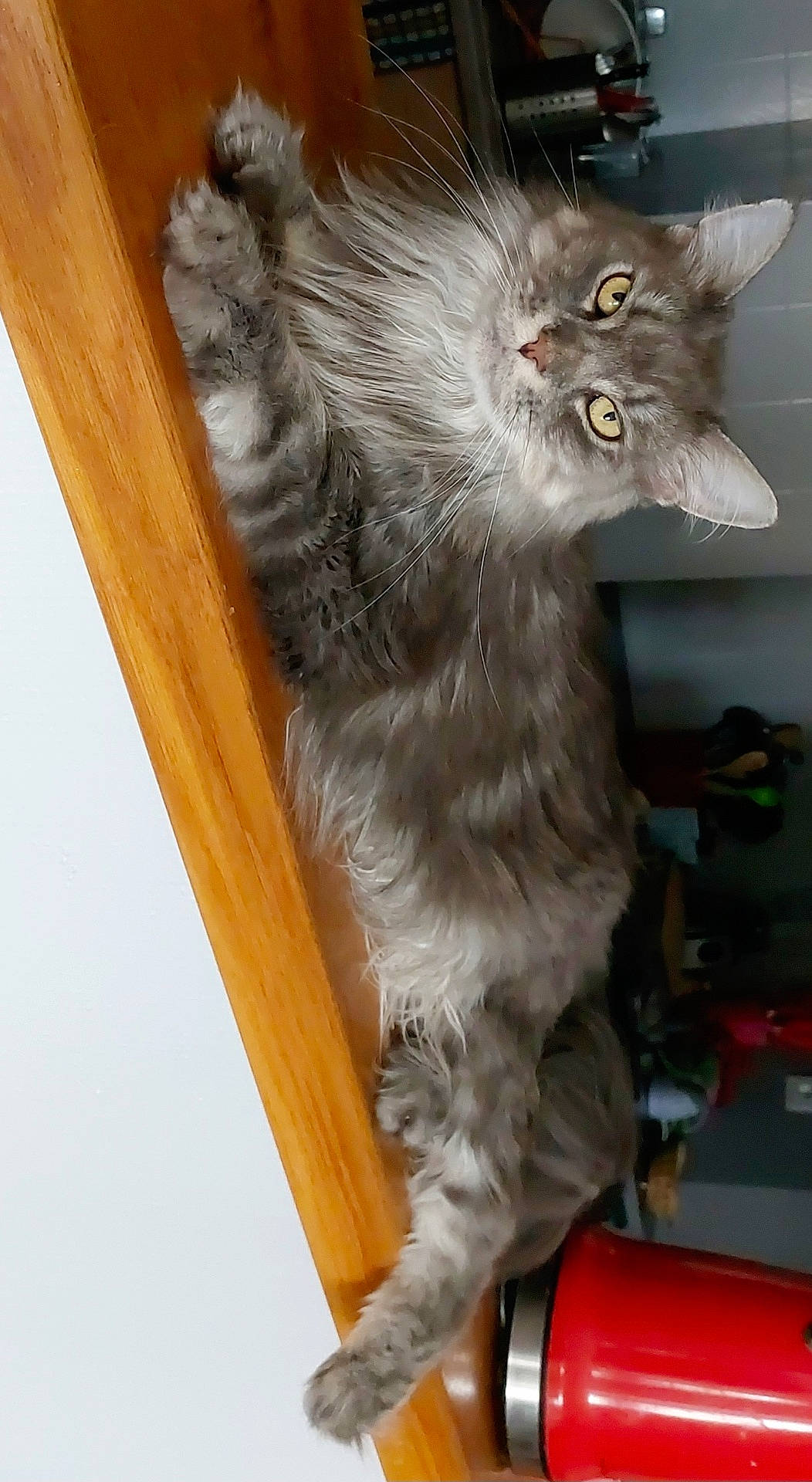 Paillette a rejoint le concours — aidez-le/la à gagner de superbes lots ! abyssinian, angora, animal, bookcase, cat, closet, cupboard, drawer, furniture, hardwood, head, indoors, kitten, manx, person, pet, plywood, shelf, siamese, wood