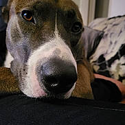 Maya is registered to the contest to win money with this photo: animal, beagle, boxer, bulldog, canine, chair, couch, dog, furniture, greatdane, hound, husky, indoors, labradorretriever, pet, pitbull, pointer, puppy, snout, terrier