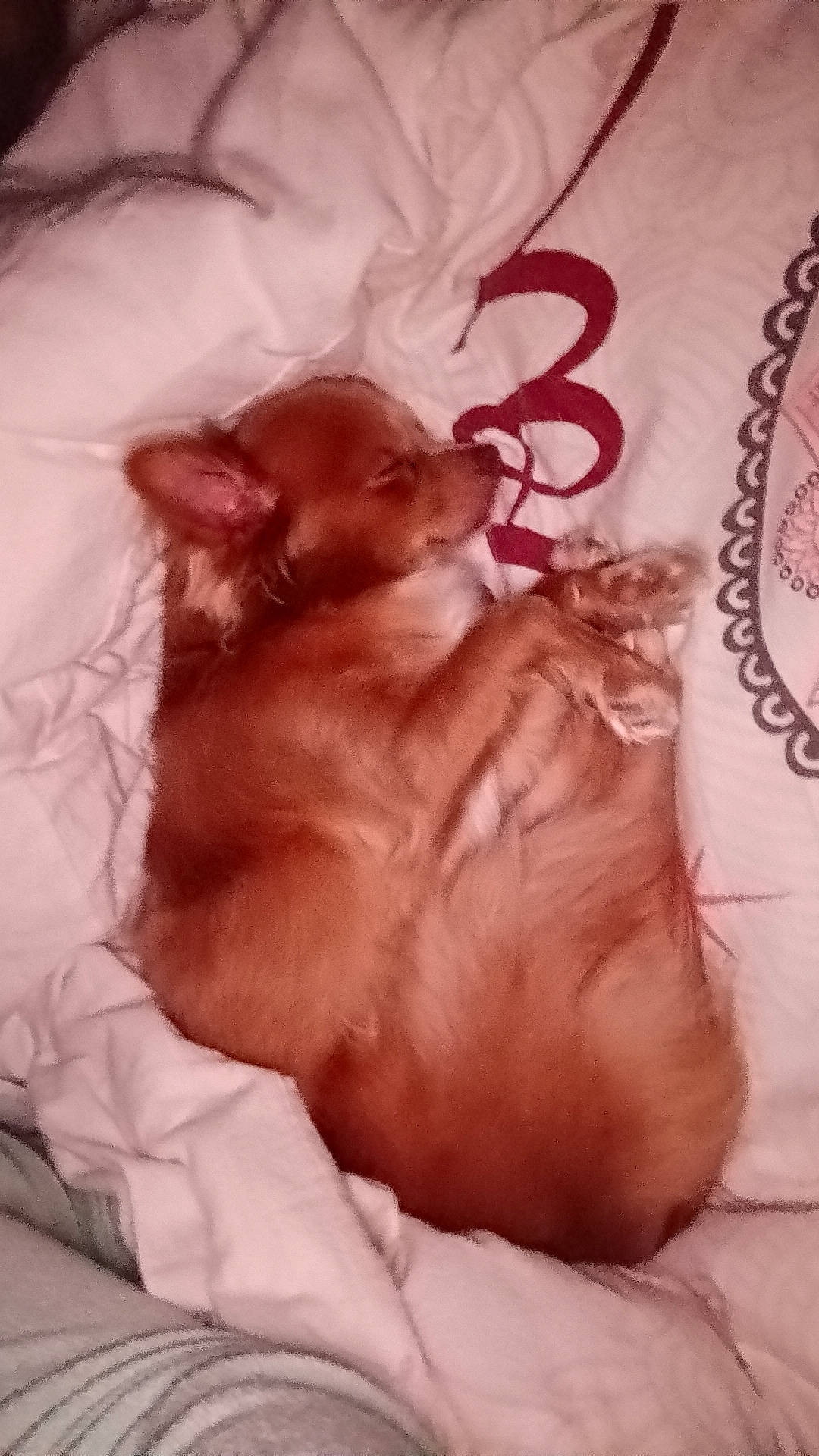 Kiwi participe au concours pour gagner de l'argent avec cette photo : canidae, carnivore, comfort, companion_dog, dog, dog_breed, ear, fawn, felidae, flesh, fur, linens, liver, mammal, paw, peach, pink, small_to_medium_sized_cats, tail, whiskers