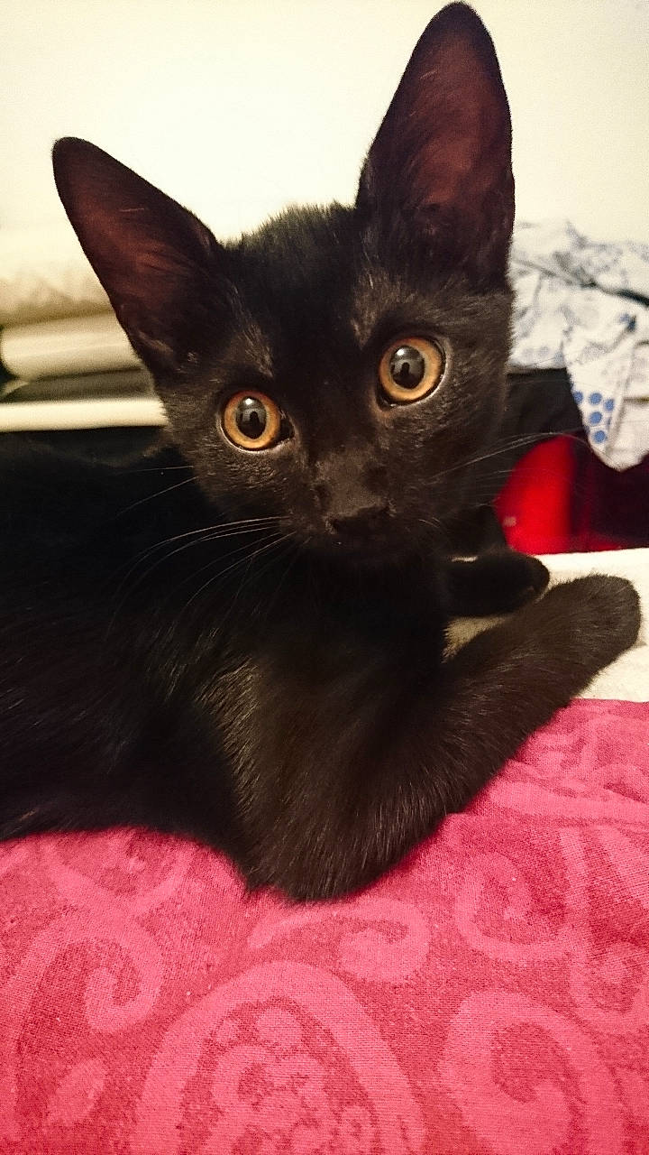 Pixelle participe au concours pour gagner de l'argent avec cette photo : asian, black_cat, bombay, burmese, carnivore, cat, devon_rex, domestic_short_haired_cat, felidae, german_rex, havana_brown, javanese, kitten, korat, mammal, oriental_shorthair, small_to_medium_sized_cats, snout, vertebrate, whiskers