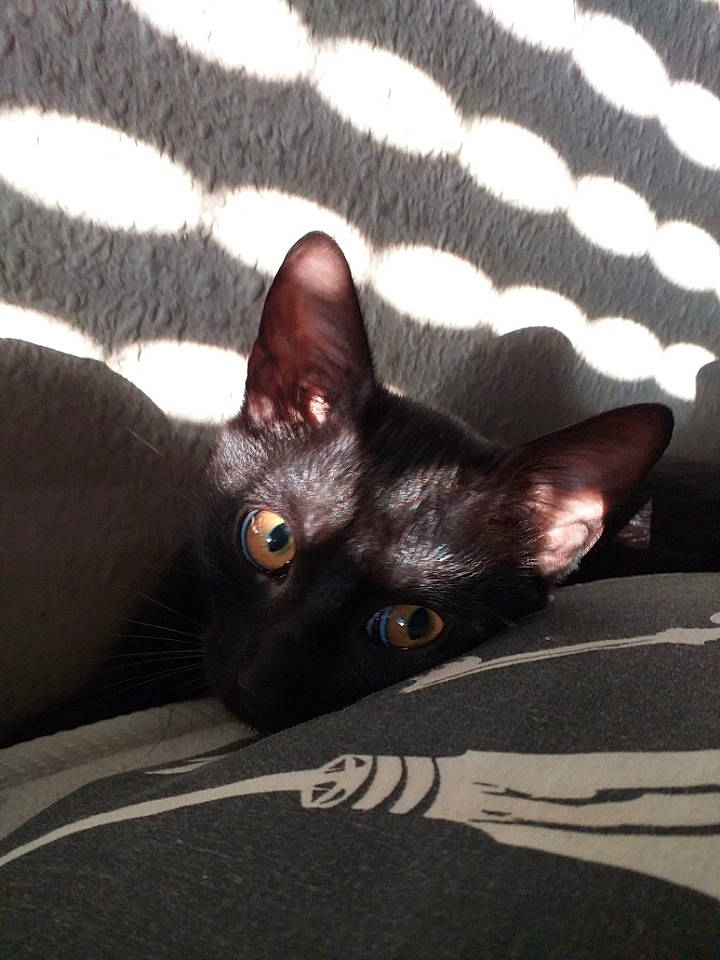 Pixelle participe au concours pour gagner de l'argent avec cette photo : black_cat, bombay, carnivore, cat, comfort, dog_breed, domestic_short_haired_cat, ear, felidae, fur, grey, havana_brown, mammal, paw, small_to_medium_sized_cats, snout, tail, whiskers