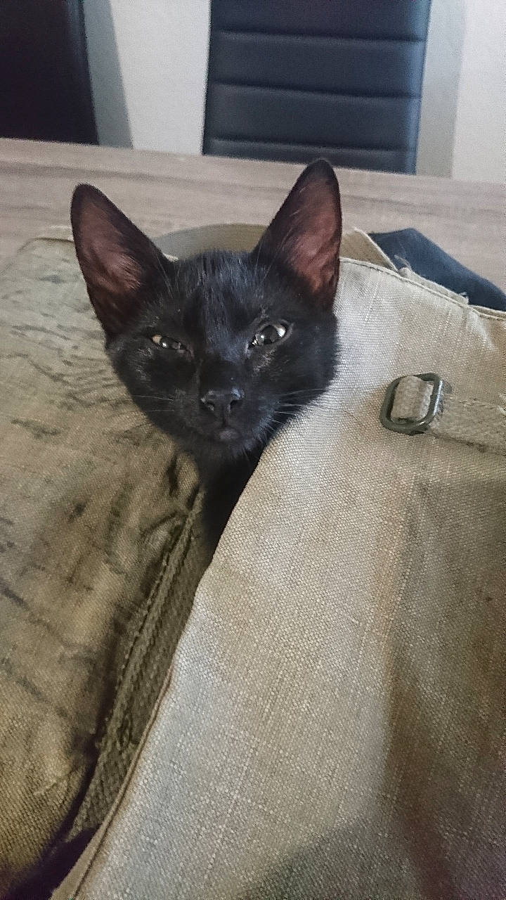 Pixelle participe au concours pour gagner de l'argent avec cette photo : black_cat, bombay, carnivore, cat, comfort, domestic_short_haired_cat, door, eye, fawn, felidae, fur, grey, head, linens, pattern, small_to_medium_sized_cats, snout, tail, terrestrial_animal, whiskers