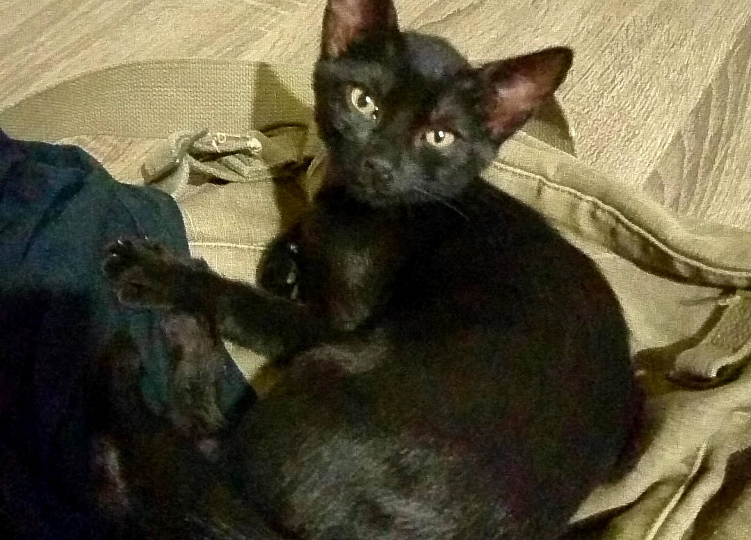 Pixelle a rejoint le concours — aidez-le/la à gagner de superbes lots ! black_cat, bombay, carnivore, cat, comfort, domestic_short_haired_cat, ear, felidae, fur, small_to_medium_sized_cats, snout, terrestrial_animal, whiskers