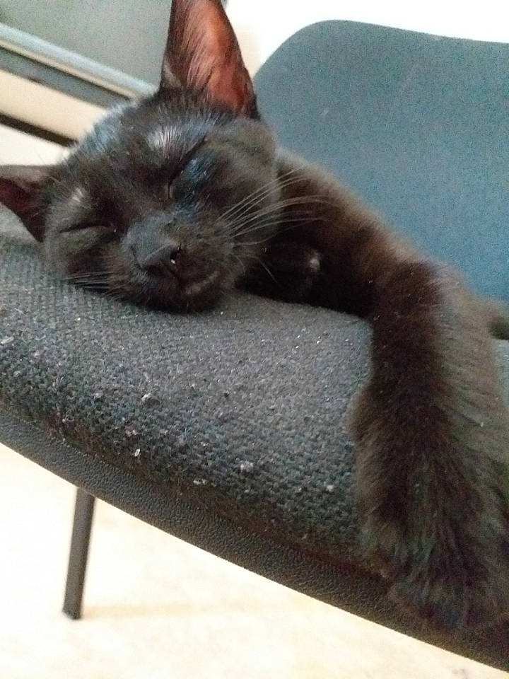 Pixelle participe au concours pour gagner de l'argent avec cette photo : black_cat, bombay, carnivore, cat, cat_supply, claw, comfort, domestic_short_haired_cat, fawn, felidae, fur, havana_brown, paw, small_to_medium_sized_cats, tail, whiskers