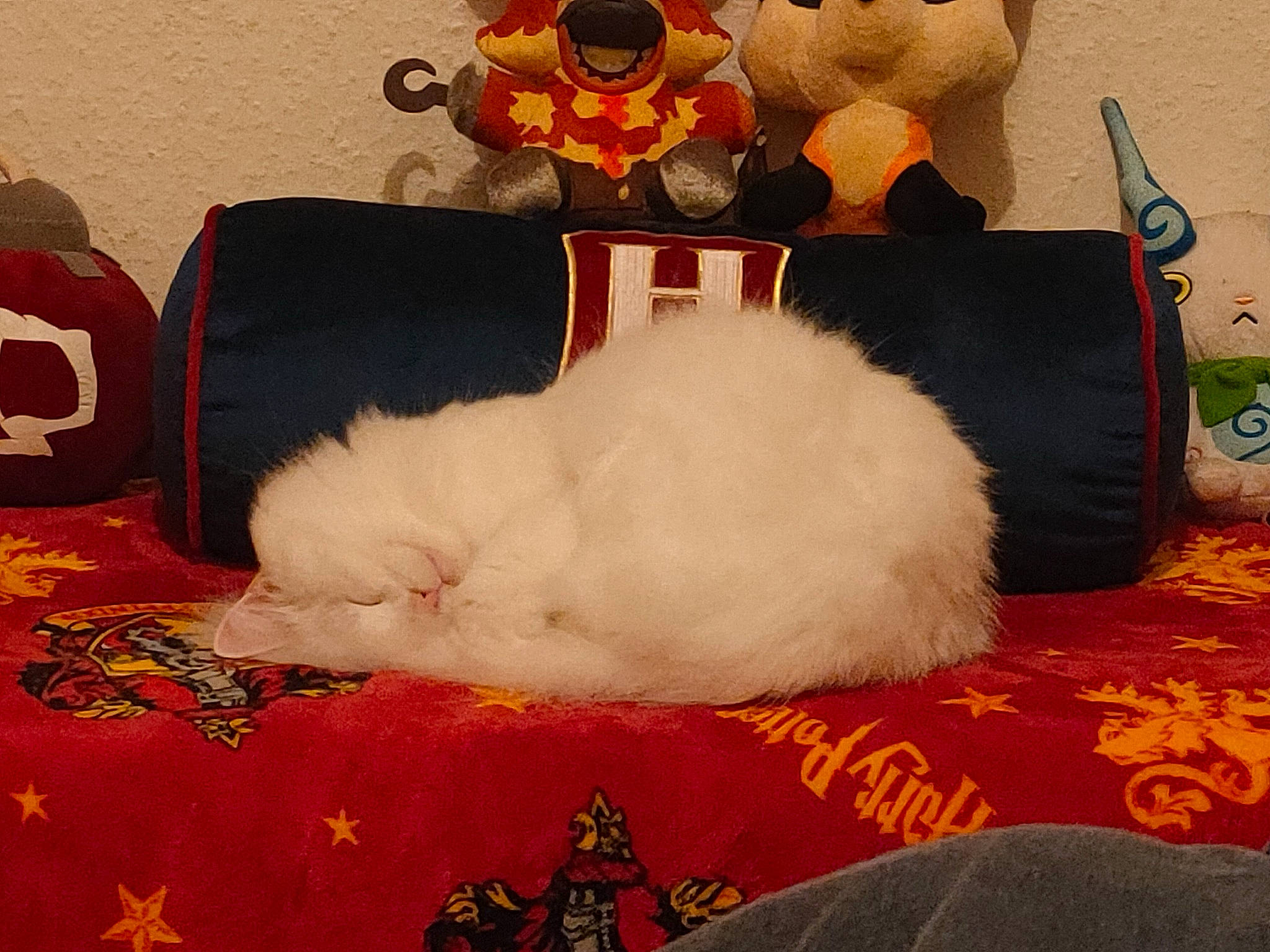 Spooky a rejoint le concours — aidez-le/la à gagner de superbes lots ! carmine, cat, comfort, companion_dog, event, felidae, flooring, foot, fur, lap, paw, sky, small_to_medium_sized_cats, square, stuffed_toy, tail, toy, whiskers