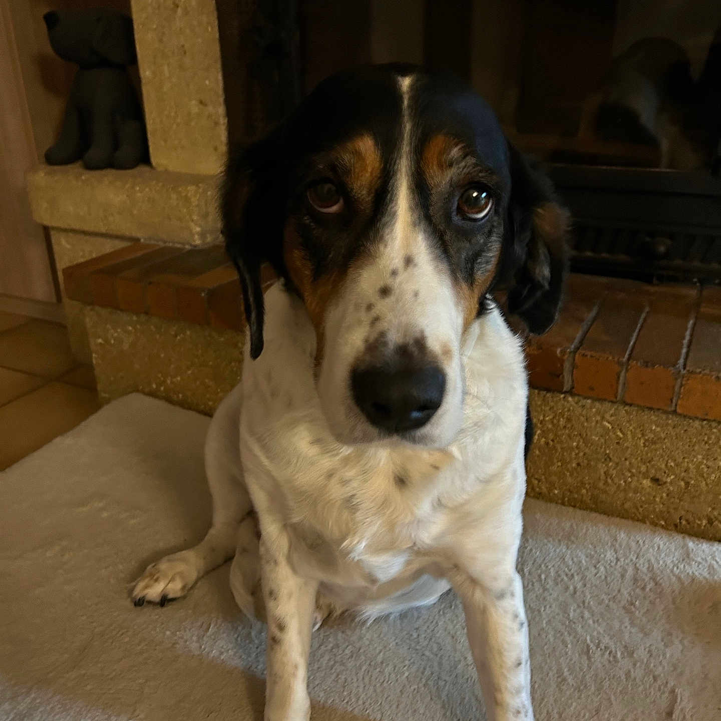 Luna participe au concours pour gagner de l'argent avec cette photo : animal, black, brown, carpet, cozy, dog, expression, face, fireplace, floor, furniture, home, indoor, mammal, pet, quiet, sitting, stuffed_animal, tri_color, white