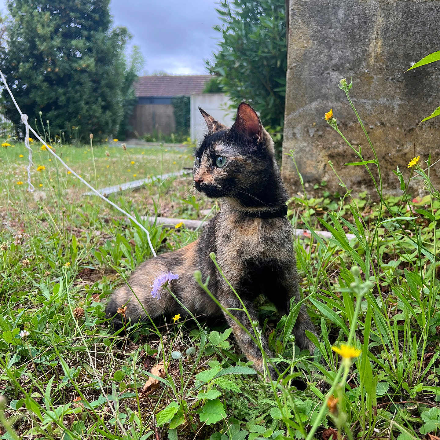 Kookie participe au concours pour gagner de l'argent avec cette photo : cat, tortoiseshell_cat, animal, pet, outdoor, garden, grass, wildflowers, daisies, plants, greenery, seated, portrait, feline, ears, whiskers, eyes, stone_wall, backyard, nature