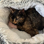Kookie a rejoint le concours — aidez-le/la à gagner de superbes lots ! cat, tortoiseshell_cat, sleeping, sleepy, pet, animal, furry, fluffy, blanket, cozy, bed, indoors, relaxing, pink_paw, closed_eyes, whiskers, cushion, teal, portrait, nap