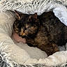 cat, tortoiseshell_cat, sleeping, sleepy, pet, animal, furry, fluffy, blanket, cozy, bed, indoors, relaxing, pink_paw, closed_eyes, whiskers, cushion, teal, portrait, nap