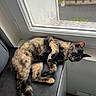 Kookie participe au concours pour gagner de l'argent avec cette photo : cat, tortoiseshell_cat, feline, pet, animal, sleeping, relaxed, lying_down, windowsill, window, indoor, home, fur, whiskers, ears, paws, tail, portrait, daylight, outdoor_view