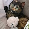 Kookie participe au concours pour gagner de l'argent avec cette photo : cat, tortoiseshell_cat, pet, green_eyes, lying_down, lounging, bed, blanket, plush_toy, stuffed_animal, mouse_toy, white_toy, fur, whiskers, ears, indoor, cozy, portrait, close_up, cute