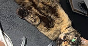 Kookie a rejoint le concours — aidez-le/la à gagner de superbes lots ! cat, tortoiseshell_cat, pet, animal, feline, lying_down, upside_down, relaxed, sleepy, fluffy, fur, paws, green_eyes, flash_photography, indoor, bed, blanket, pillow, charging_cable, cozy