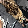 cat, tortoiseshell_cat, pet, animal, feline, lying_down, upside_down, relaxed, sleepy, fluffy, fur, paws, green_eyes, flash_photography, indoor, bed, blanket, pillow, charging_cable, cozy