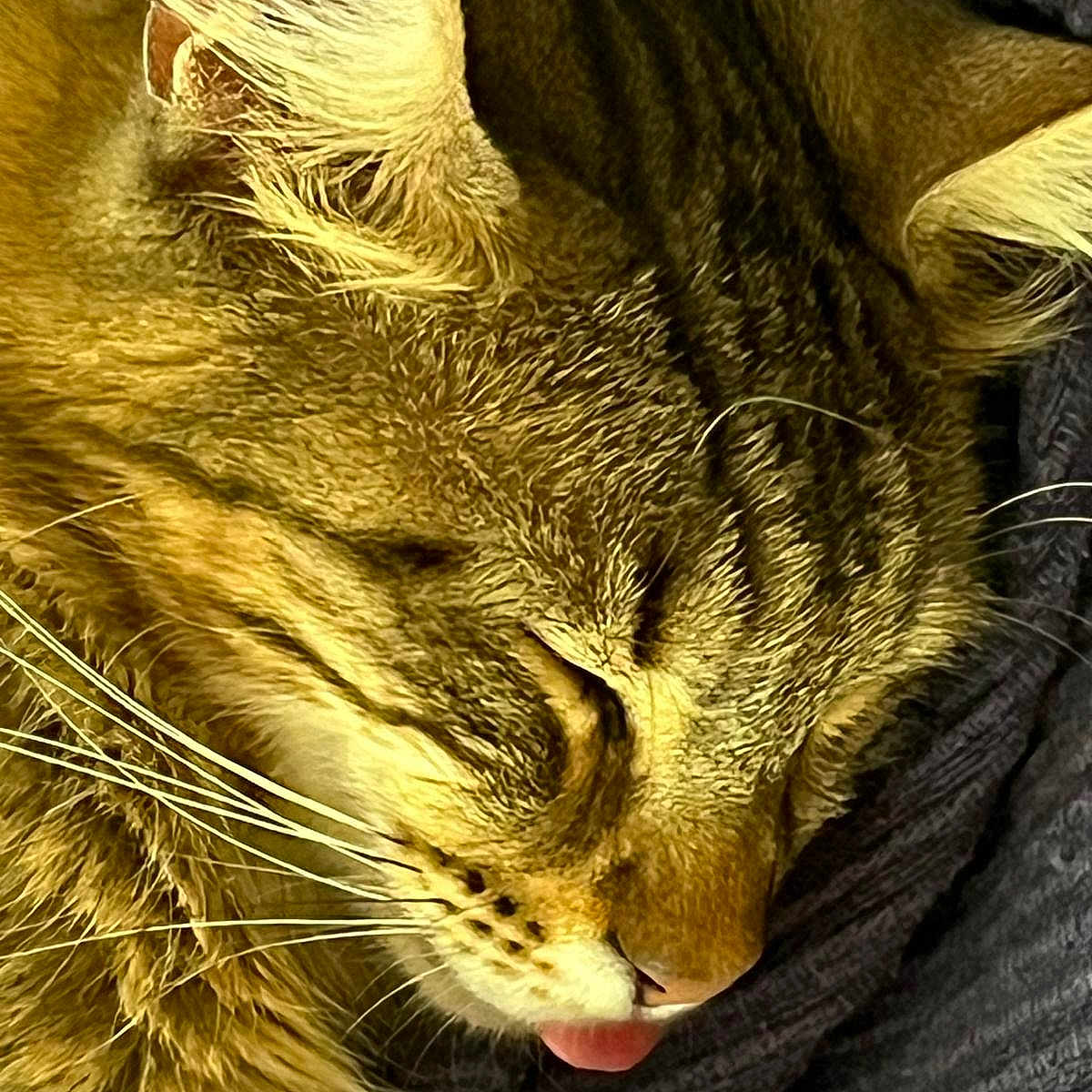 Yumi a rejoint le concours — aidez-le/la à gagner de superbes lots ! animal, cat, close_up, cozy, cute, domestic_cat, face, fur, indoor, muzzle, pet, relaxation, resting, sleeping, soft, tabby, texture, tongue_out, warm_lighting, whiskers