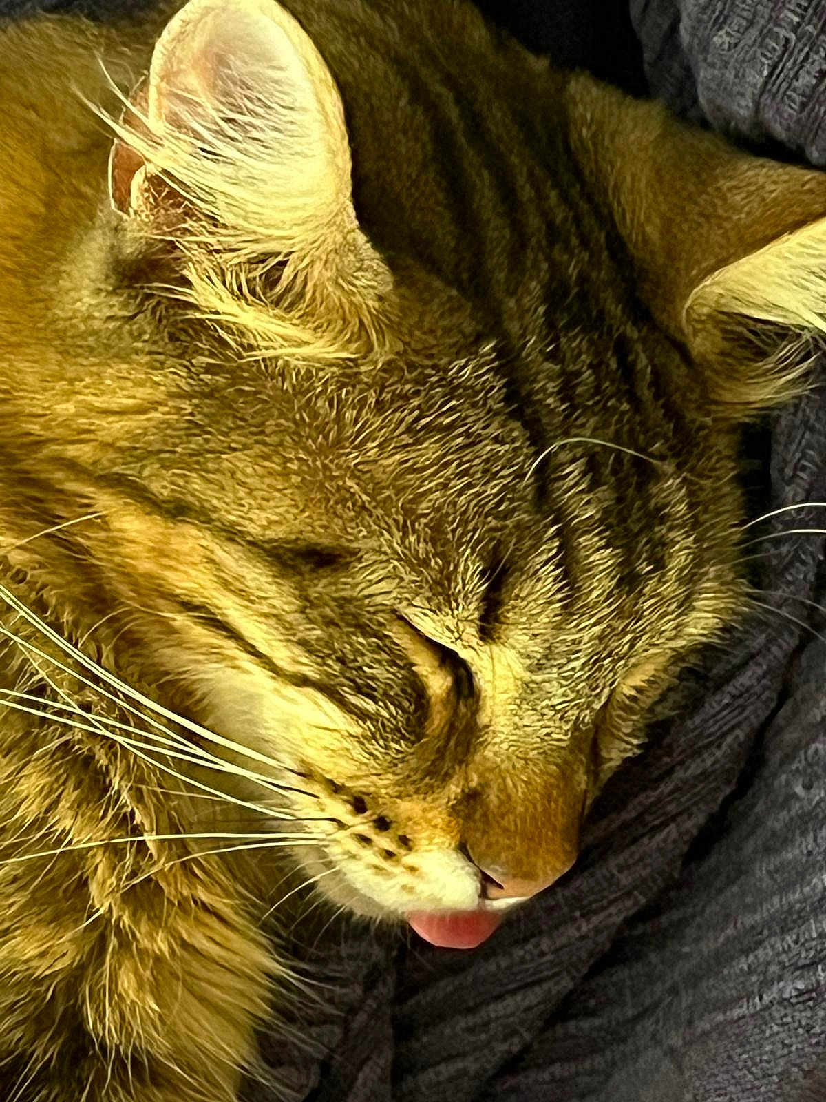 Yumi a rejoint le concours — aidez-le/la à gagner de superbes lots ! cat, tabby, sleeping, tongue_out, close_up, fur, whiskers, pet, animal, cozy, texture, relaxation, cute, domestic_cat, face, muzzle, soft, resting, warm_lighting, indoor
