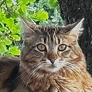 Yumi participe au concours pour gagner de l'argent avec cette photo : cat, fluffy, animal, pet, outdoor, tree, leaves, wood, nature, fur, whiskers, mammal, closeup, resting, portrait, eyes, brown, green, daylight, relaxed