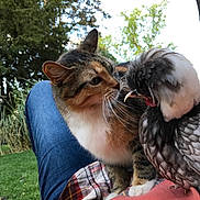 Mimine participe au concours pour gagner de l'argent avec cette photo : cat, bird, outdoor, nature, grass, trees, lap, curious, animal_interaction, pet, feathers, fur, plaid_shirt, denim_jeans, relaxation, close_up, daylight, wildlife, companion, friendly