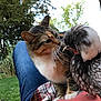 cat, bird, outdoor, nature, grass, trees, lap, curious, animal_interaction, pet, feathers, fur, plaid_shirt, denim_jeans, relaxation, close_up, daylight, wildlife, companion, friendly